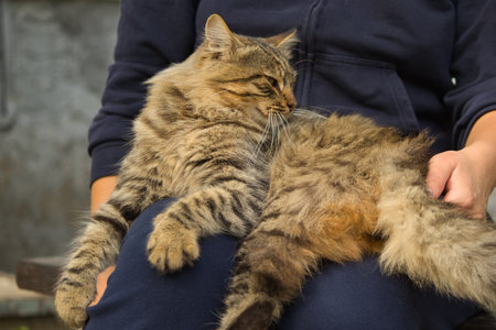 Domestic cat sleeping on a woman's hand, close upの写真素材