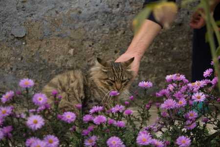 Fluffy cat in a flower bed with a woman's hand.の写真素材