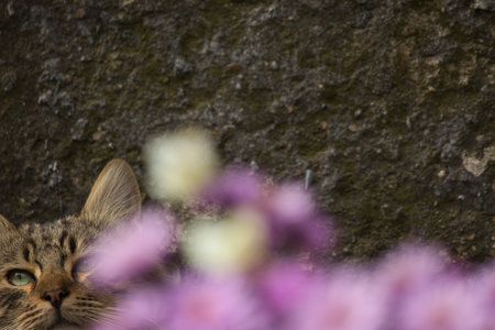 Tabby cat sitting on a stone wall with flowers in the backgroundの写真素材