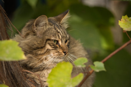 Tabby cat sitting on a tree branch with green leaves in the backgroundの写真素材