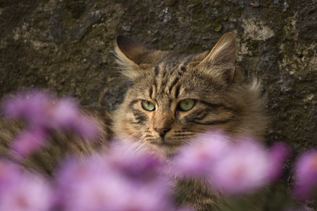 Cat sitting on a stone wall with pink flowers in the background.の写真素材