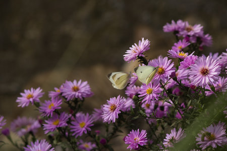 butterfly on a flower in the garden, note shallow depth of fieldの写真素材