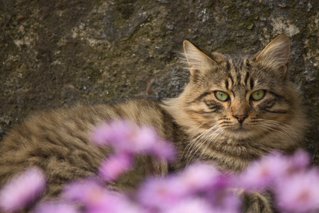 Cat with green eyes and pink flowers on a background of stone wallの写真素材