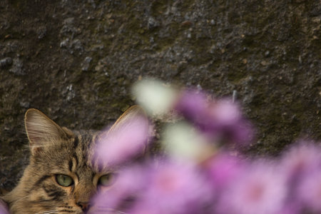 Cute tabby cat looking at the camera with flowers in the background