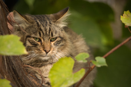 Tabby cat sitting on a tree branch with green leaves in the backgroundの写真素材