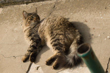Domestic cat sleeping on the ground in the street. Selective focus.の写真素材