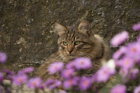 Portrait of a cat with pink flowers on the stone wall.の写真素材