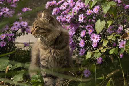 tabby cat sitting in the garden with purple flowers in the backgroundの写真素材