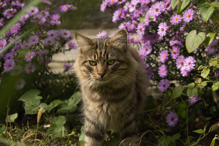 tabby cat in the garden with purple flowers in the summertimeの写真素材