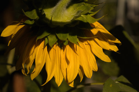 sunflower close up in the sun on a background of green leavesの写真素材