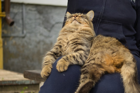 Cat sitting on the shoulder of a girl. Selective focus.の写真素材