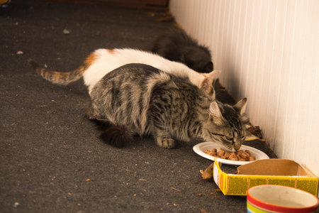 Domestic cat eating from a bowl of food.の写真素材