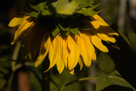 Sunflower in the garden. Sunflower blooming in the garden.の写真素材