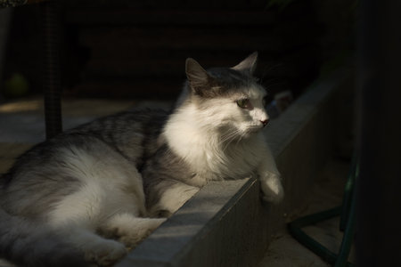 Cute cat lying on the stairs in the garden. Selective focus.の写真素材