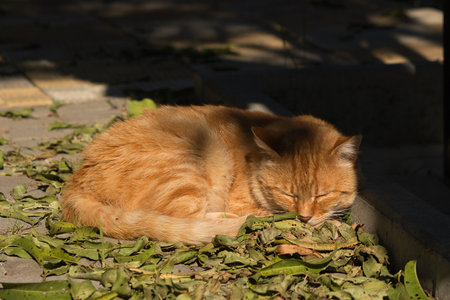 ginger cat sleeping on the ground in the sun, closeup of photoの写真素材