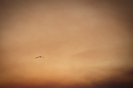 Golden Sunset Reflections on the Shore in Vlora, Albania â August 26, 2025の写真素材