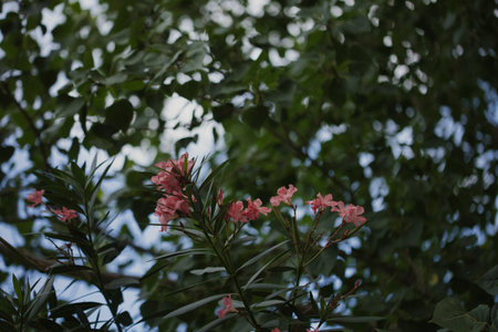 Pink oleander flowers blooming among dense green foliage on a summer day, with soft natural light...