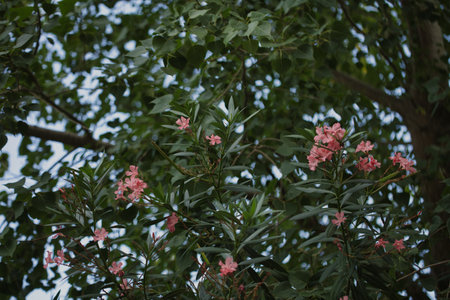 Rhododendron oleander in full bloom in spring