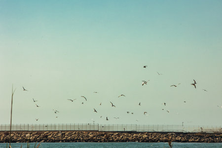 A flock of seagulls flying above the coastline near an industrial pier in Vlora, Albania, photographed on August 19, 2025.の写真素材