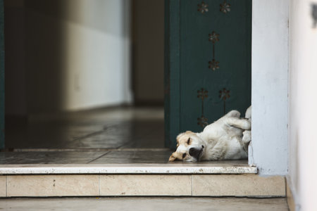 A stray dog sits calmly in a shaded doorway in Vlora, Albania.の写真素材