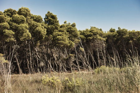 A dense coastal woodland with leaning pine trees and tall grasses under a clear summer sky in Vlora,...