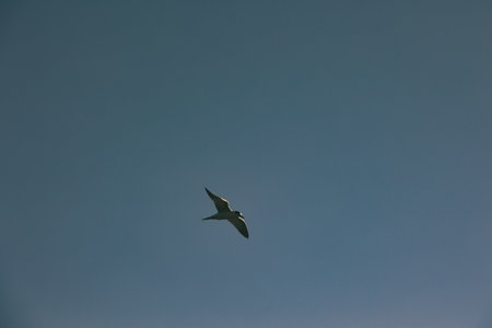 Seagull Gliding Across the Summer Sky in Vlora, Albania â August 28, 2025の写真素材