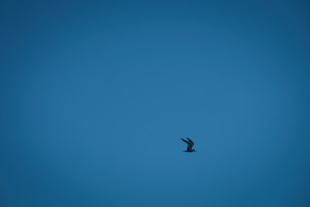 Seagull Gliding Across the Summer Sky in Vlora, Albania â€“ August 28, 2025
