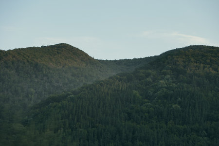 Dense evergreen forest with tall conifer trees rising above layered green foliage under a soft, overcast sky.の写真素材