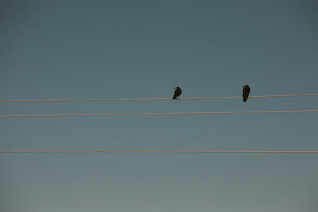 Crows sitting on a wire against a blue sky in the eveningの写真素材