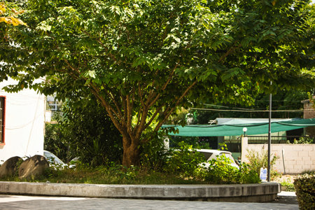 VlorÃ«, Albania â€“ August 20 2025: A leafy green tree providing shade in a quiet residential...