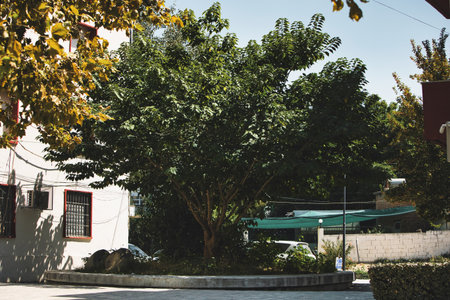 VlorÃ«, Albania â€“ August 20 2025: A leafy green tree providing shade in a quiet residential...