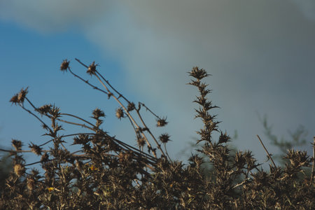 A dense cluster of dry, spiky thistle plants captured in the summer heat near Vlora, Albania, on August 25, 2025. The sharp textures, earthy tonesの写真素材