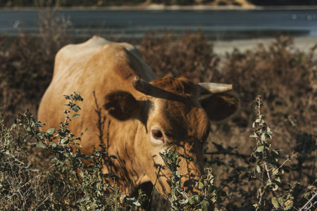 A close-up of a brown cow grazing on wild vegetation near the shoreline in Vlora, Albania, photographed on August 25, 2025の写真素材