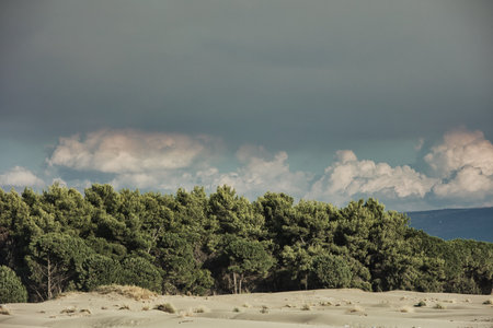 Golden late-summer light illuminates the sand dunes and dense pine forest near Vlora, Albania, on August 2025. Soft clouds rise above the treetops.の写真素材