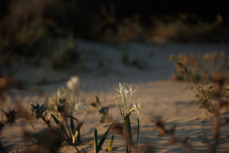 A delicate white sand lily (Pancratium maritimum) grows directly from the warm coastal dunes near Vlora, Albania, captured on August 25, 2025.の写真素材