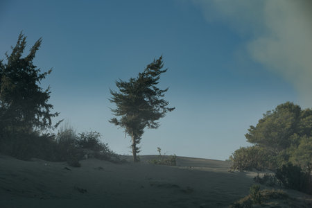 Golden late-summer light illuminates the sand dunes and dense pine forest near Vlora, Albania. Soft clouds rise above the treetopsの写真素材