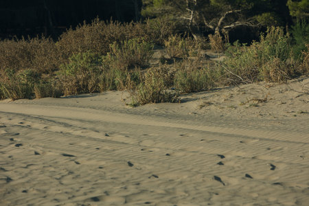 Golden evening light illuminates the sand dunes near Vlora, Albania, on August 25, 2025. Soft ripples in the sand, scattered dune vegetationの写真素材