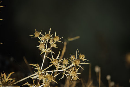 Close-up of dry thistle plants photographed in Vlora, Albania on August 25, 2025. The sharp golden spikes stand out against a dark blurred backgroundの写真素材