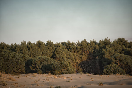 Golden late-summer light illuminates the sand dunes and dense pine forest near Vlora, Albania, on August 2025. Soft clouds rise above the treetops.の写真素材