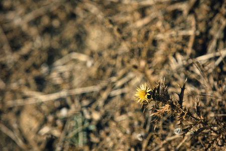 Close-up of dry thistle plants photographed in Vlora, Albania on August 25, 2025の写真素材
