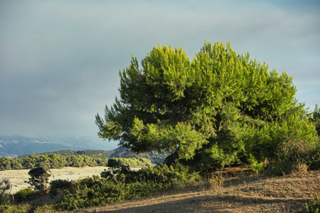Golden late-summer light illuminates the sand dunes and dense pine forest near Vlora, Albania, on August 2025. Soft clouds rise above the treetops.の写真素材