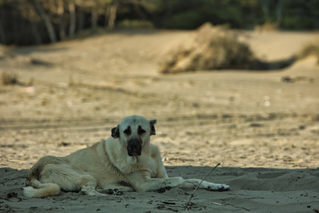 A large stray dog resting calmly on warm sand dunes near Vlora, Albania, photographed on August 25,...