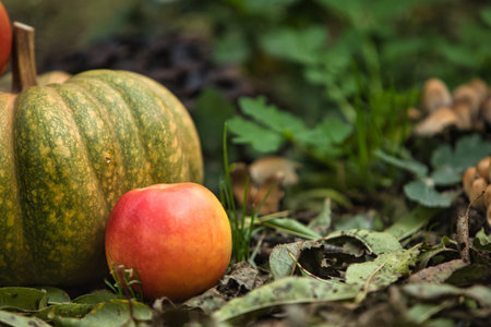 Fresh autumn harvest still life with a green pumpkin surrounded by red apples on the ground. Seasonal fall composition with natural outdoor backgroundの写真素材
