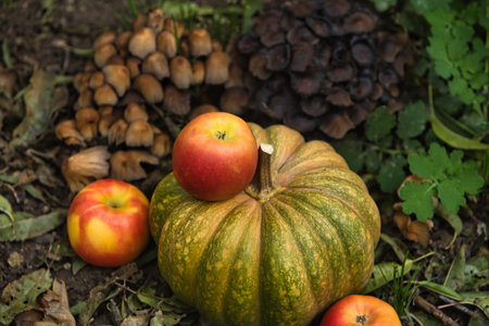 Fresh autumn harvest still life with a green pumpkin surrounded by red apples on the ground. Seasonal fall composition with natural outdoor backgroundの写真素材