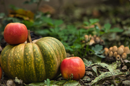 Fresh autumn harvest still life with a green pumpkin surrounded by red apples on the ground. Seasonal fall composition with natural outdoor backgroundの写真素材