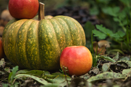 Fresh autumn harvest still life with a green pumpkin surrounded by red apples on the ground. Seasonal fall composition with natural outdoor backgroundの写真素材