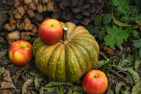 Fresh autumn harvest still life with a green pumpkin surrounded by red apples on the ground. Seasonal fall composition with natural outdoor backgroundの写真素材