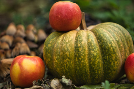 Fresh autumn harvest still life with a green pumpkin surrounded by red apples on the ground. Seasonal fall composition with natural outdoor backgroundの写真素材