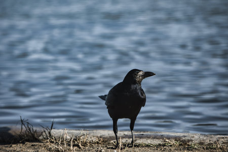 Solitary black crow standing on a sandy lakeshore with calm water in the background, capturing a...