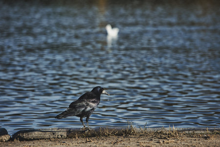 Solitary black crow standing on a sandy lakeshore with calm water in the background, capturing a...